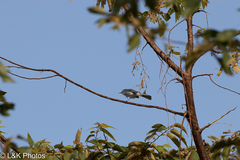 Polioptila