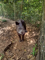Tapirus