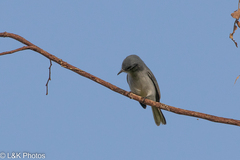 Polioptila