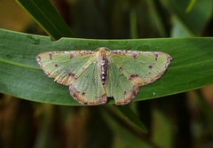 Eucyclodes buprestaria