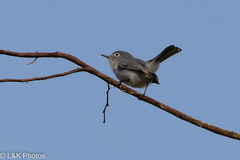 Polioptila