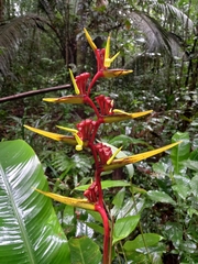 Heliconia richardiana