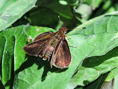 Eprius veleda veleda