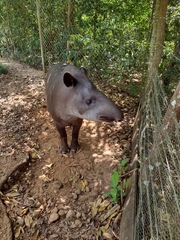 Tapirus