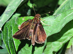 Eprius veleda veleda