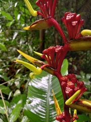 Heliconia richardiana