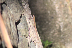 Podarcis muralis nigriventris