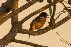Icterus