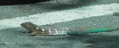 Cnemidophorus murinus