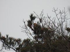Buteo japonicus