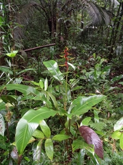 Heliconia richardiana