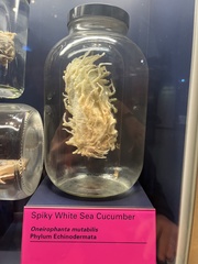 Oneirophanta mutabilis