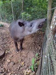 Tapirus