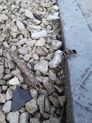 Hoplomutilla insignis