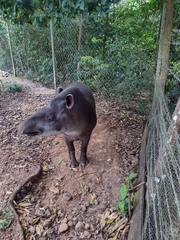Tapirus