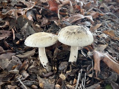 Amanita ocreata