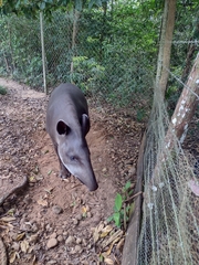 Tapirus
