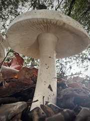Amanita ocreata