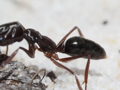 Odontomachus haematodus