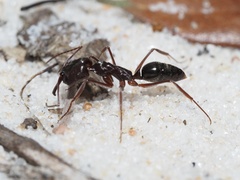 Odontomachus haematodus