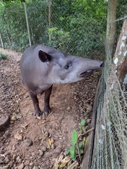 Tapirus