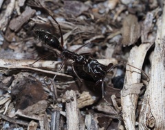 Odontomachus haematodus