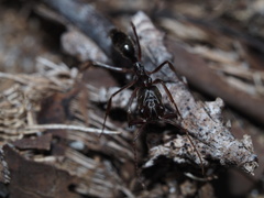 Odontomachus haematodus