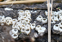 Amphibalanus eburneus