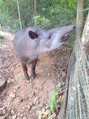 Tapirus
