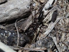 Odontomachus haematodus