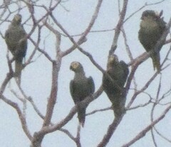 Orthopsittaca manilatus