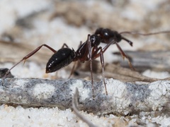 Odontomachus haematodus