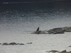 Haliaeetus albicilla