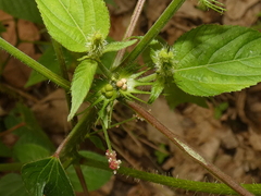 Acalypha