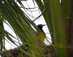 Icterus icterus