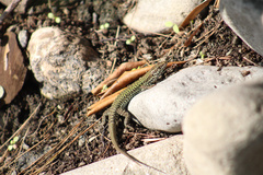 Podarcis muralis nigriventris
