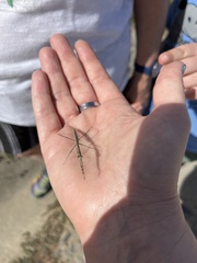 Bistanta mexicana