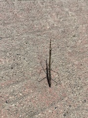 Bistanta mexicana