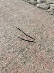 Bistanta mexicana
