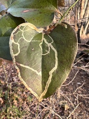 Marmara smilacisella