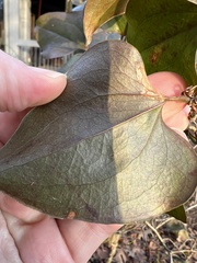 Marmara smilacisella