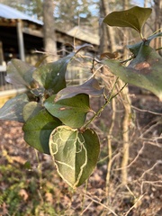 Marmara smilacisella