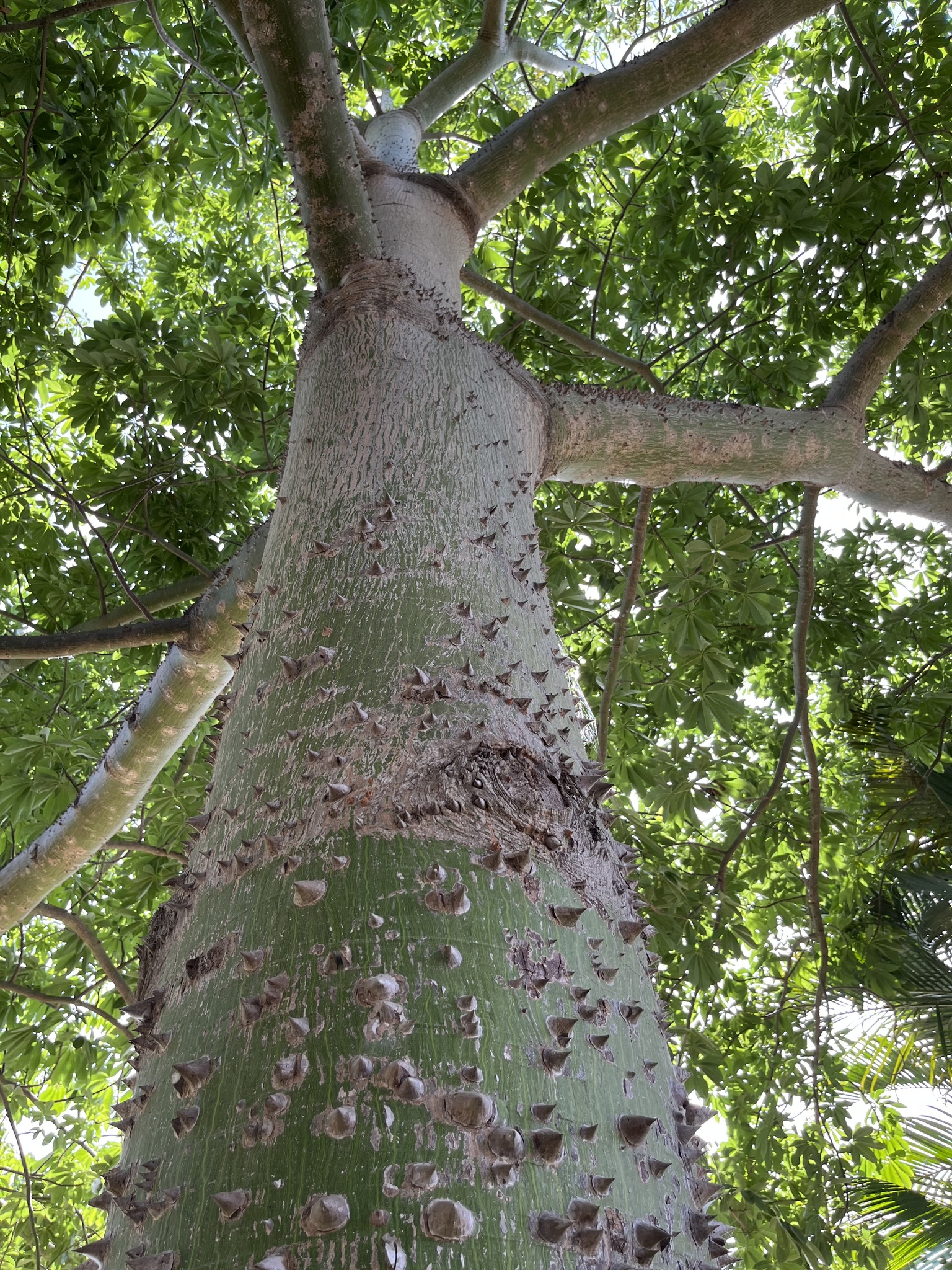 Kapok Tree (Ceiba pentandra) · iNaturalist