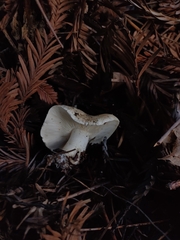 Leucopaxillus gentianeus