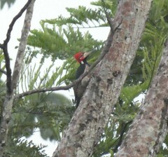 Campephilus melanoleucos