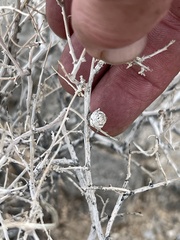 Procecidochares kristineae