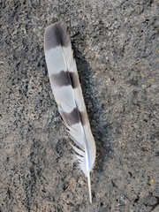 Accipiter cooperii