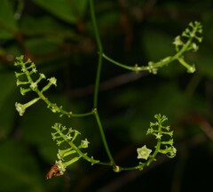 Helmontia leptantha