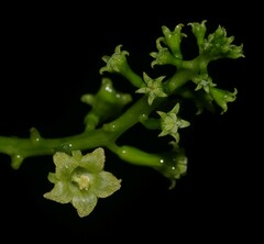 Helmontia leptantha