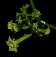 Helmontia leptantha